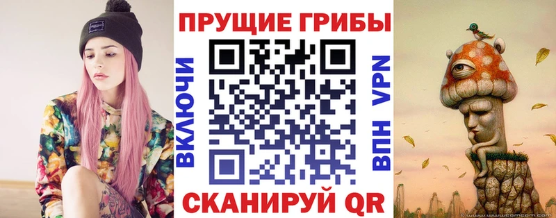закладка  Дубна  Галлюциногенные грибы Psilocybe 